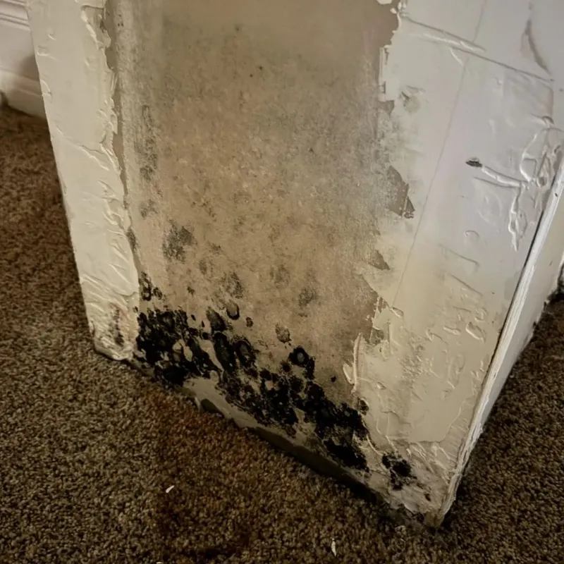 Professional Mold Removal in Royse City, TX